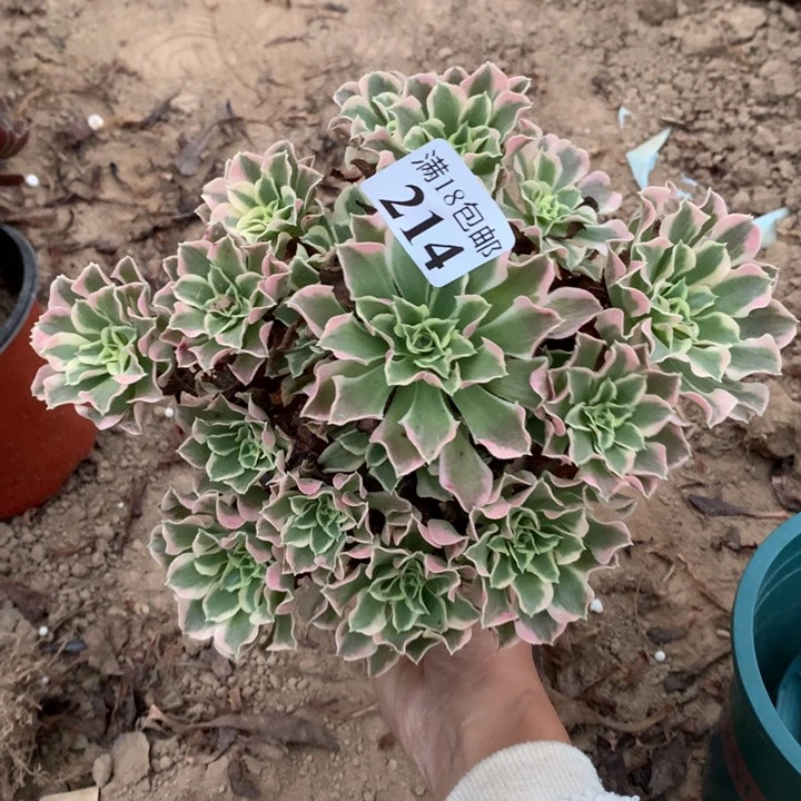 214白凤手捧不包断枝1