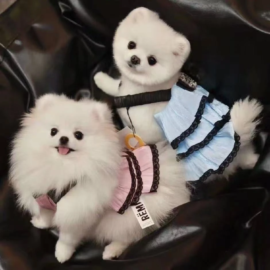 朵朵家哈基米宠物活体链接