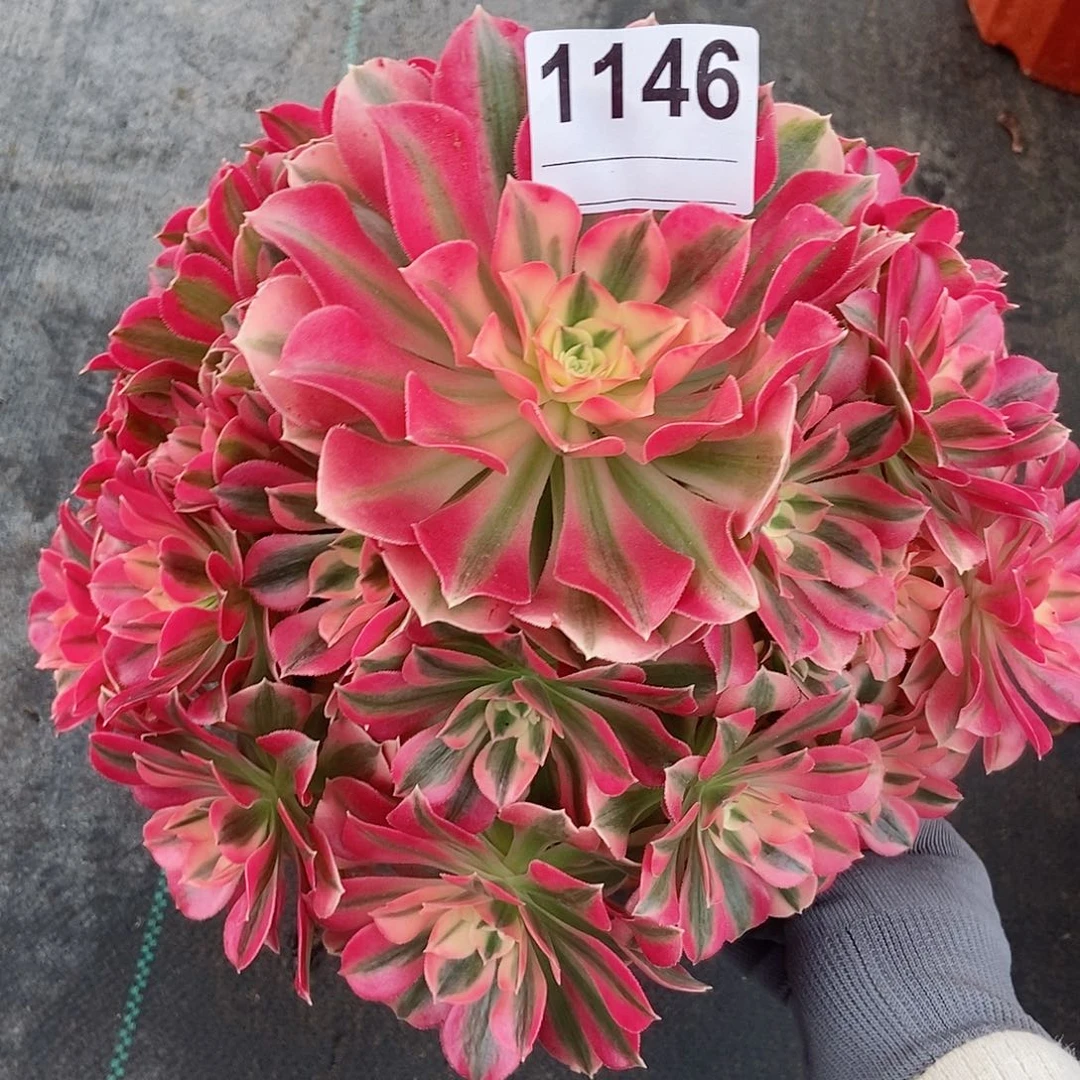 红陶1146女巫4多肉