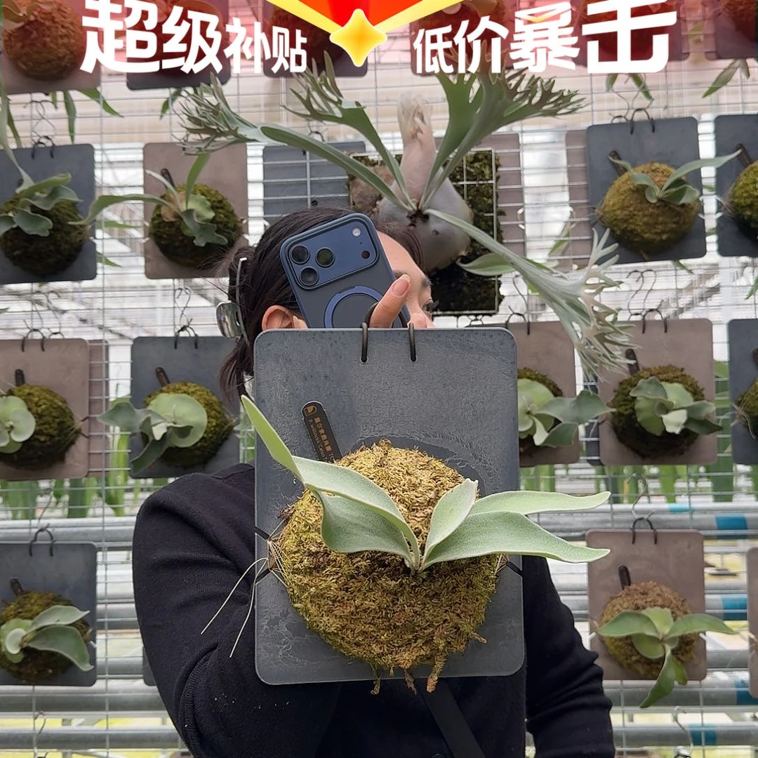 无花朵P240-赛尔索TC