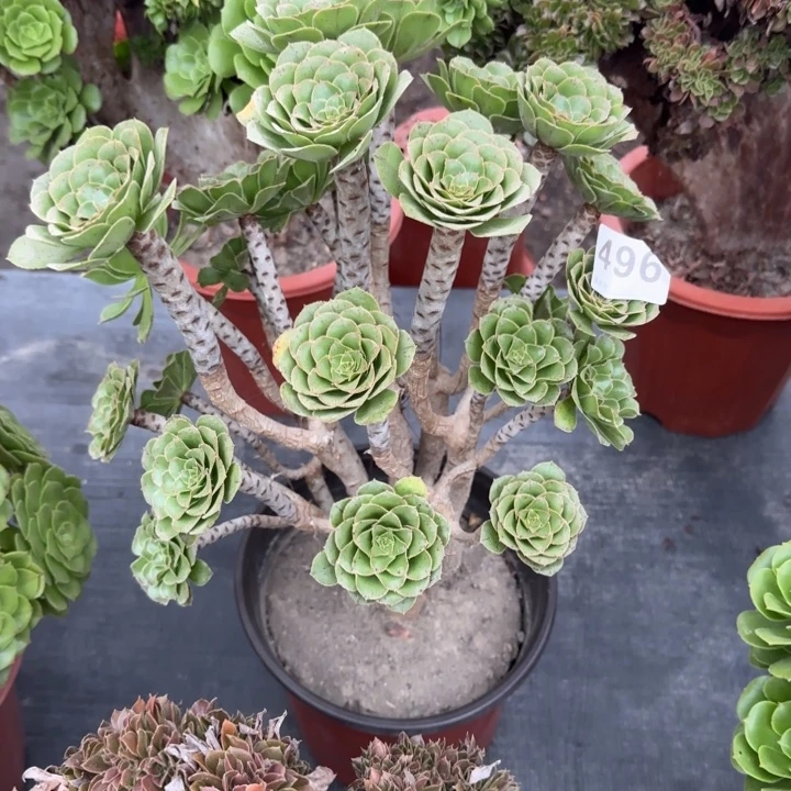 镜***月多肉植物提取496多种
