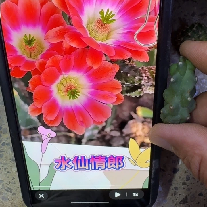 29橘水仙无根侧牙一个软小，20包邮