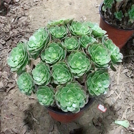 霞***姐万圣节法师多肉植物3