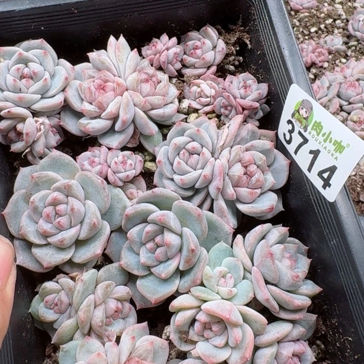 千**鸟多肉植物多肉植物