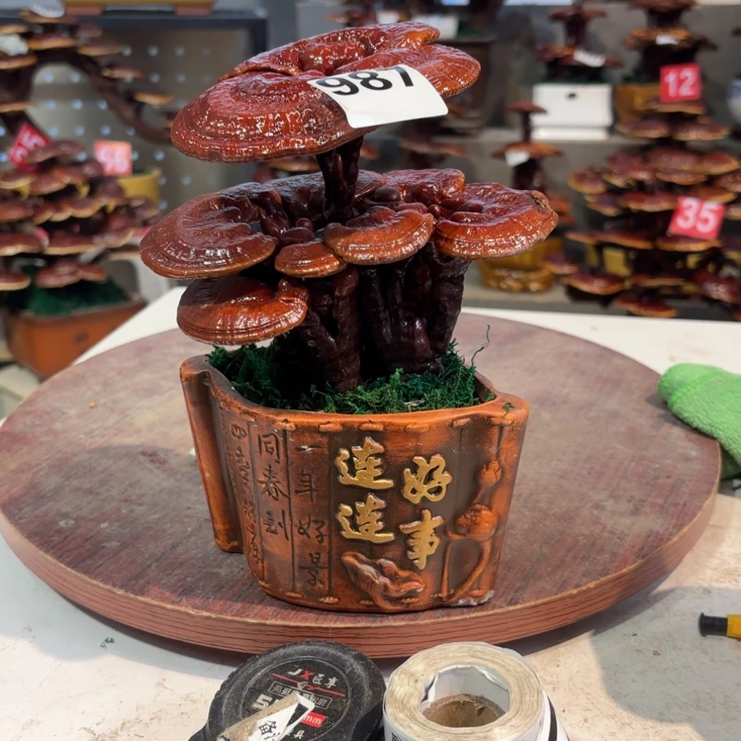 无花朵灵芝9998888888888888