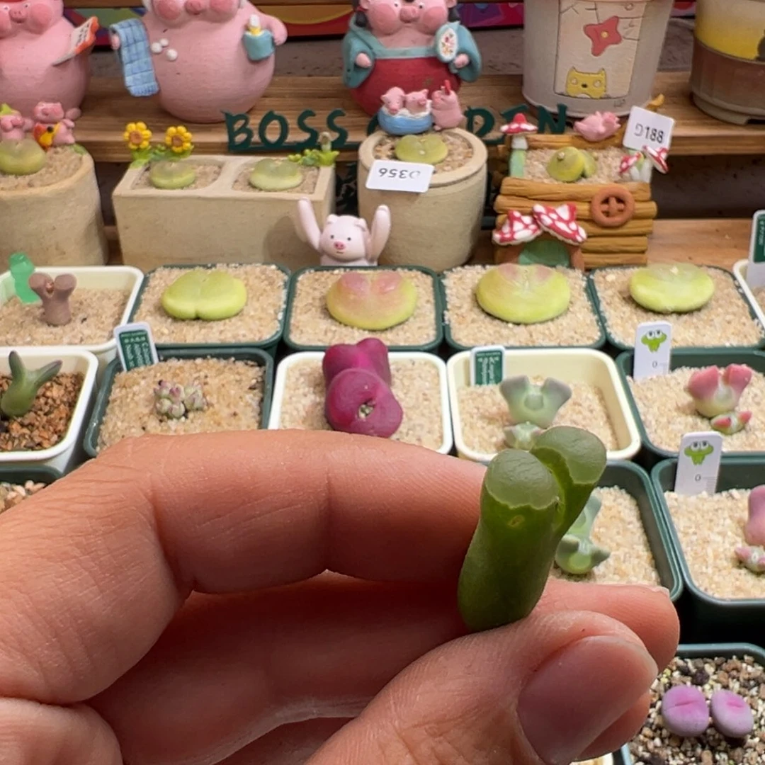 飘****409。优选翡翠绿翻窗