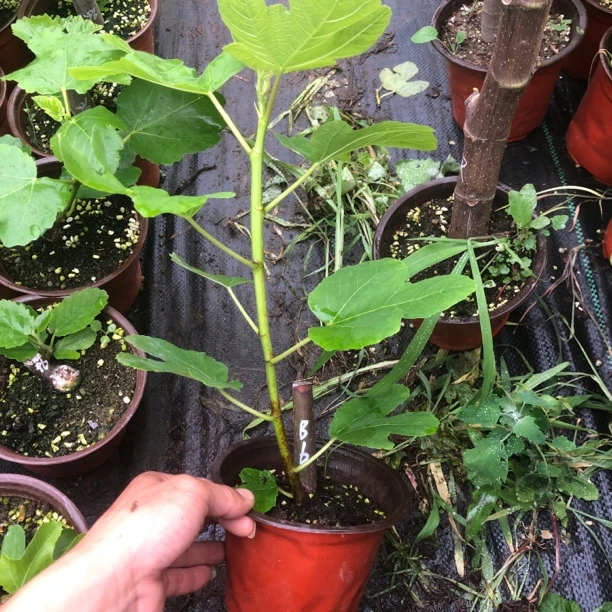 多品种无花果盆苗原盆原土扦插苗