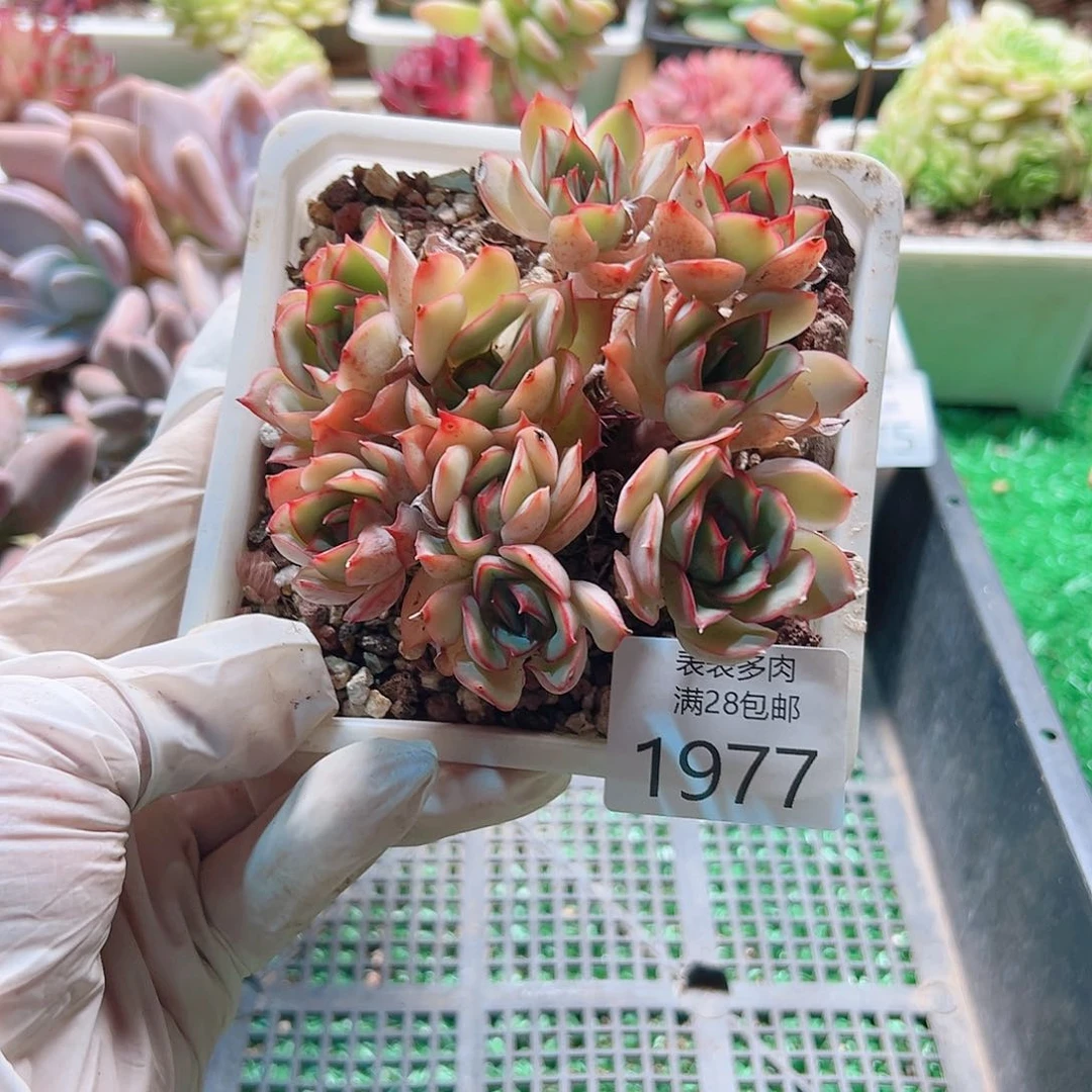 多肉一物一拍植物1977