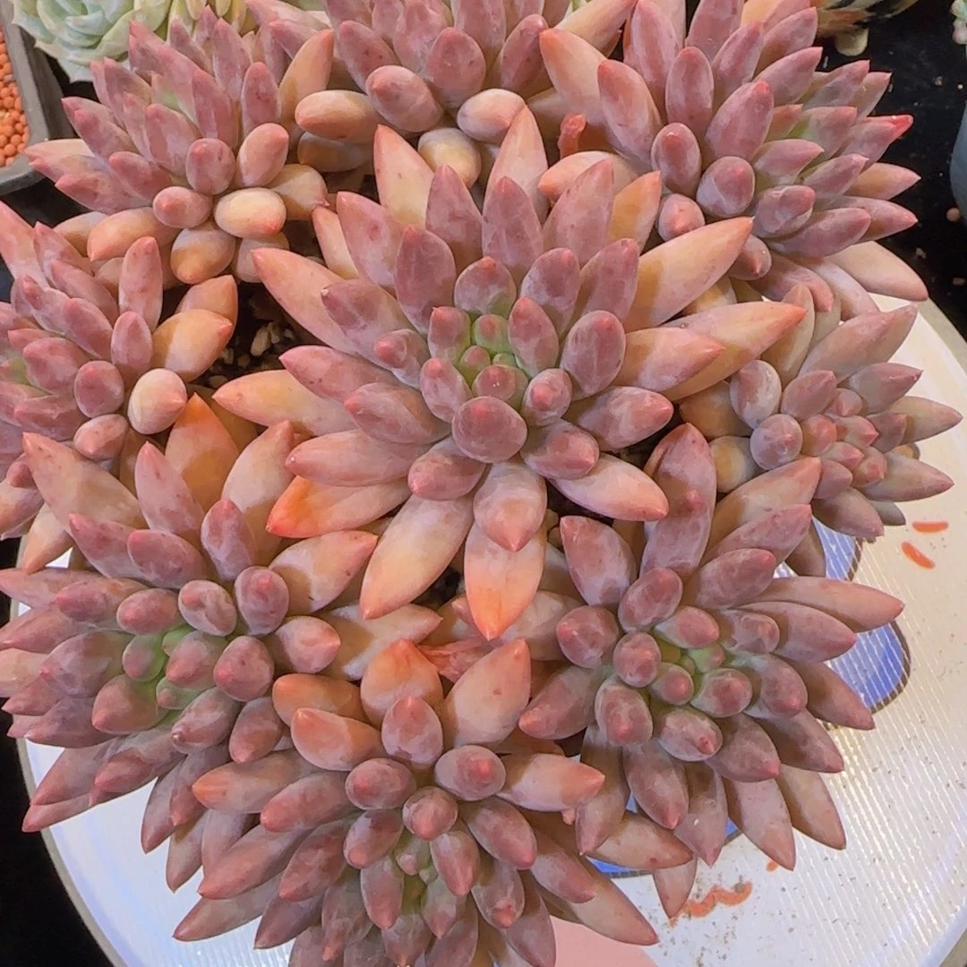 韩版彩色蜻蜓一颗手捧花