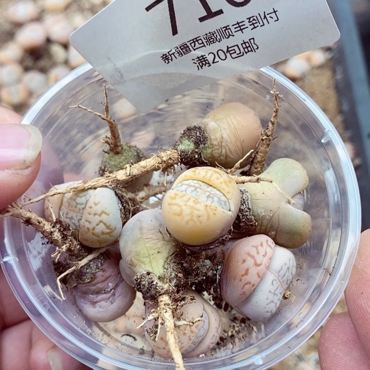 似*，我我的小哥哥710