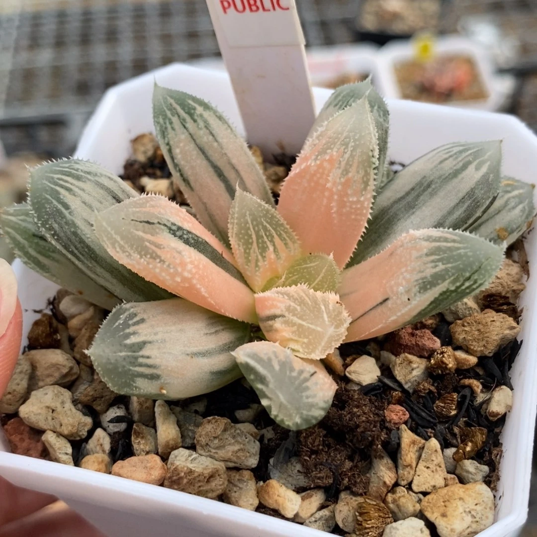 97白帝城锦一物一拍