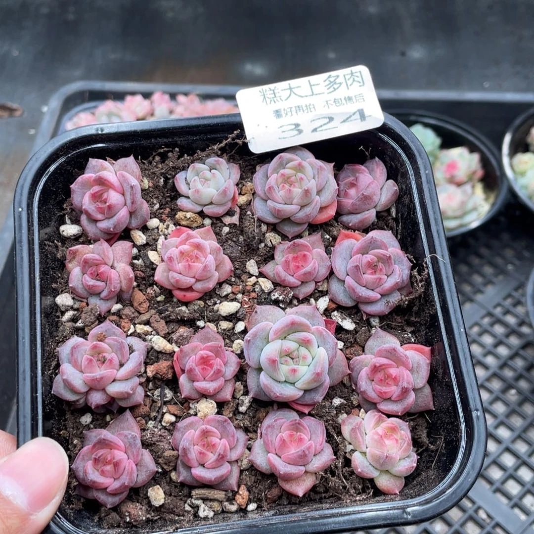 糕大上多肉植物324