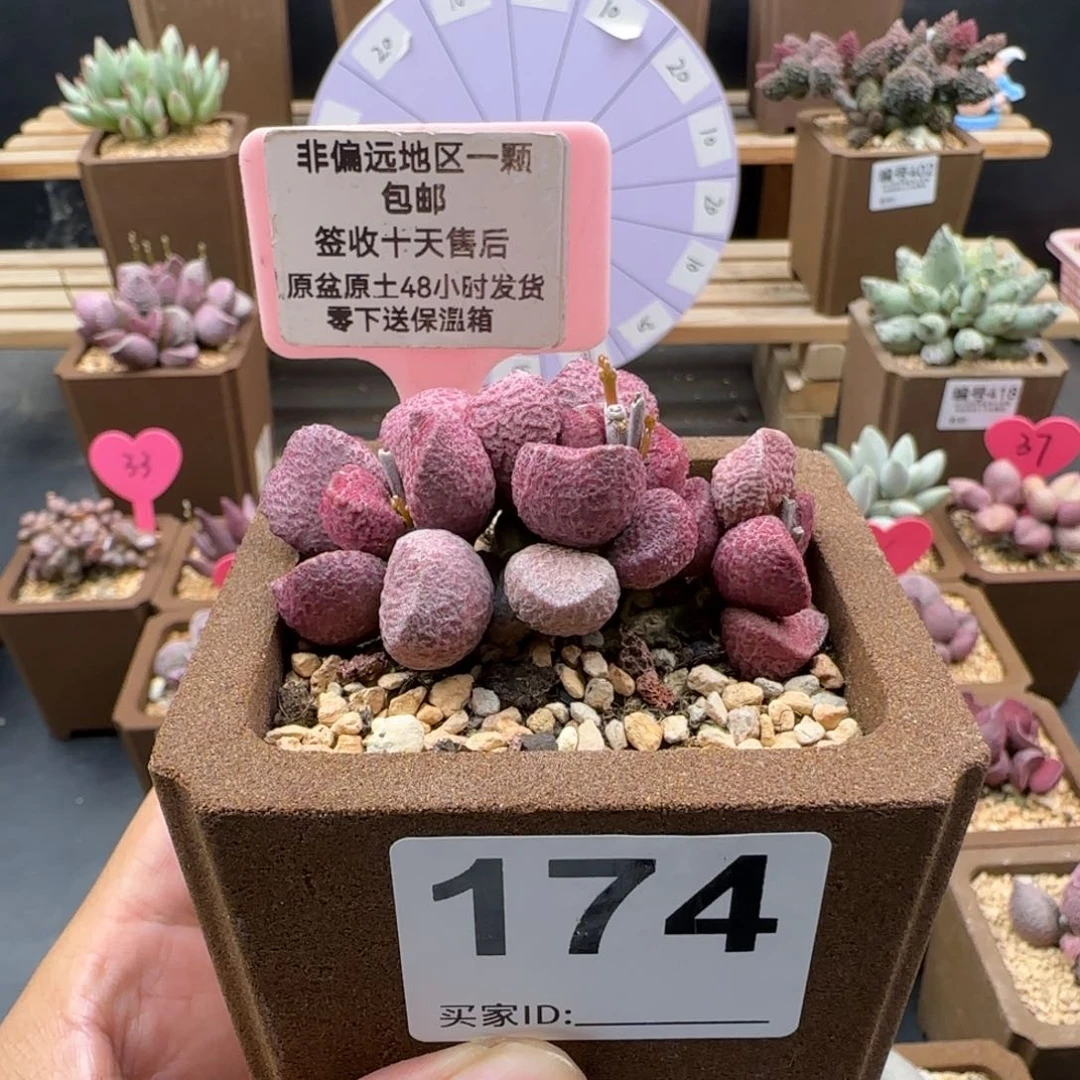 很*味174夏娃补差价