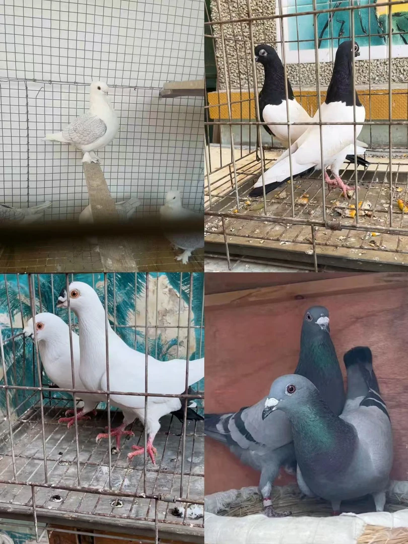 鸟类淑女两头乌点子实战信鸽种幼顺丰包邮