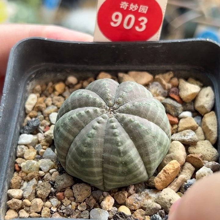 实生白丽神玉布纹球3.3cm