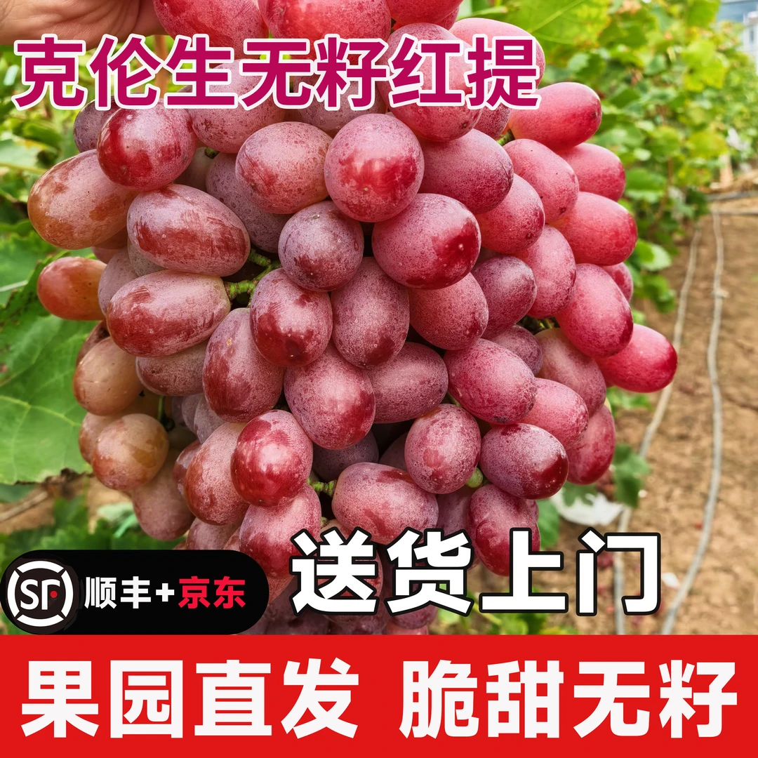 克伦生葡萄云南大理新鲜现摘无籽红提当季水果