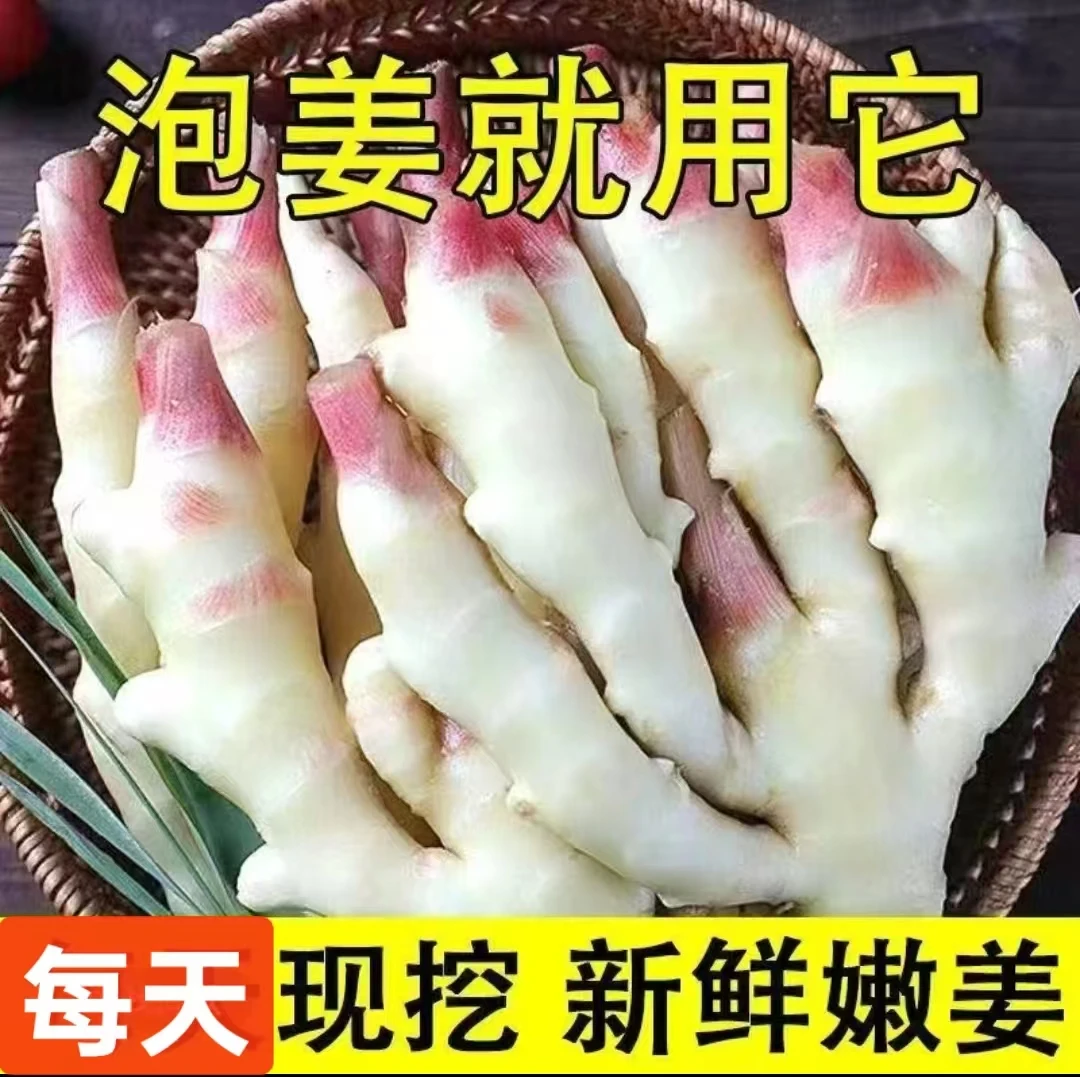 安徽省舒城小黄姜嫩姜仔姜现挖现发新鲜腌制（咸味无糖）