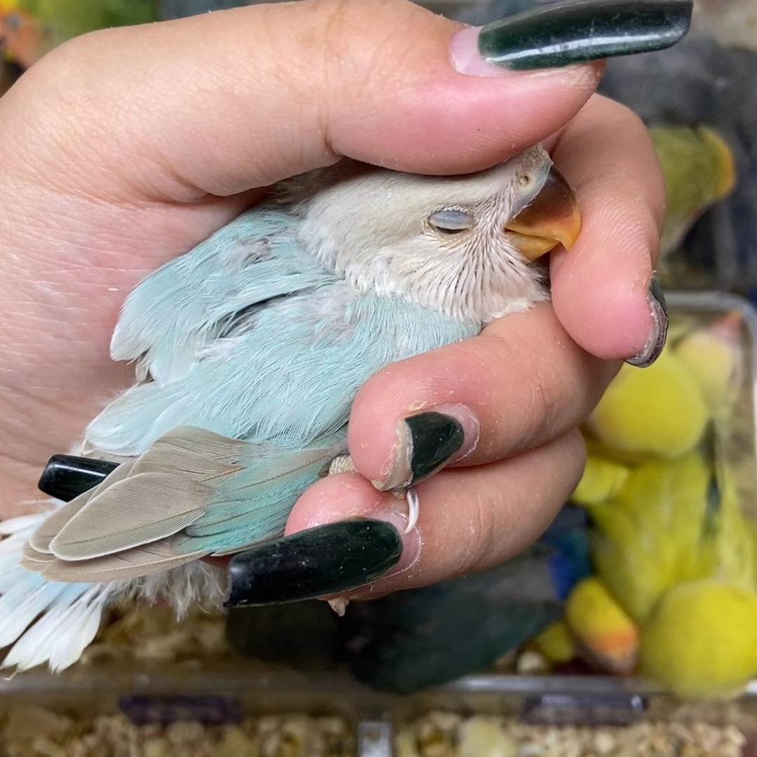 鹦鹉鹦鹉的嘴脸是什么意思