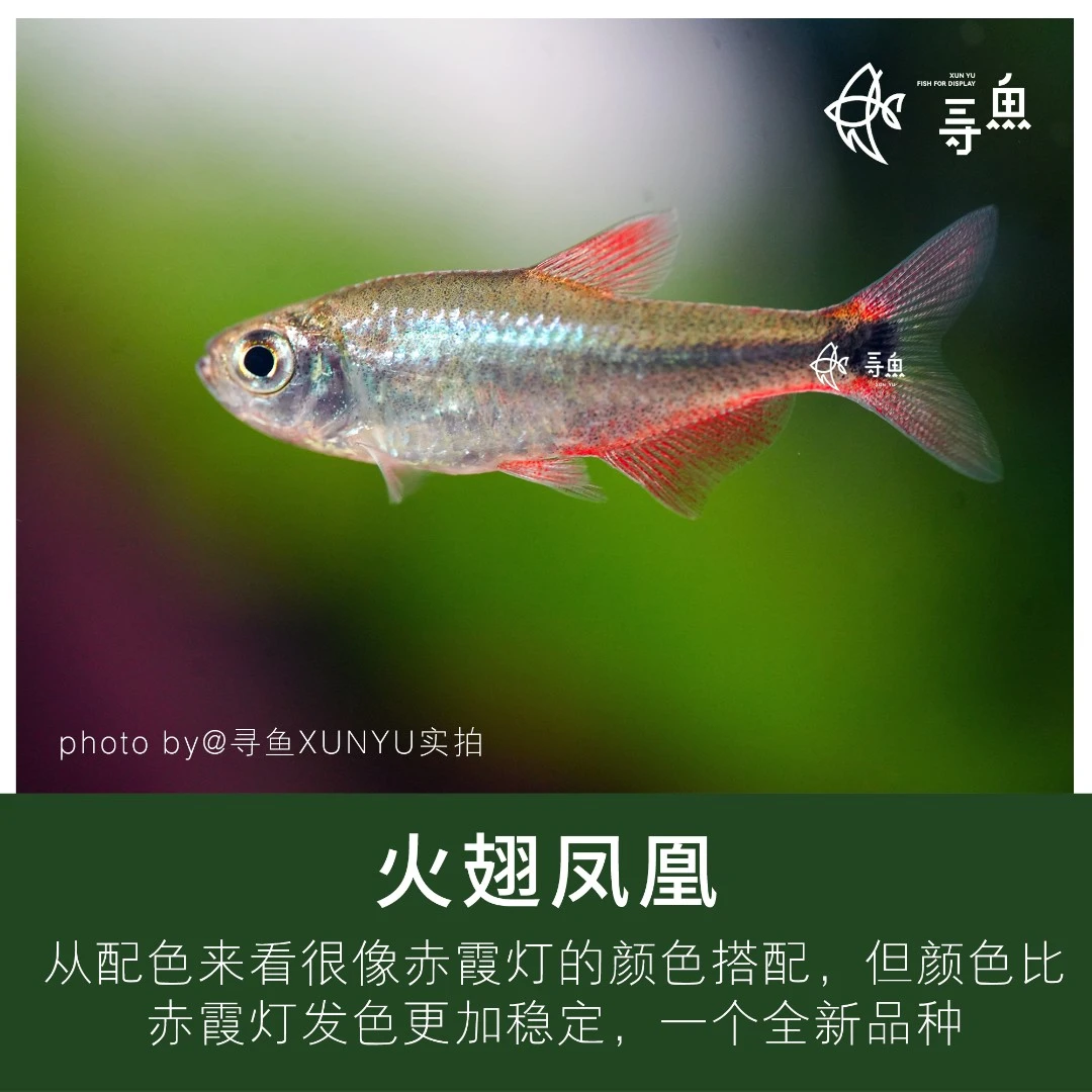 【寻鱼XUNYU】火翅凤凰灯鱼/红翅凤凰灯鱼新品小型热带鱼活体观赏鱼