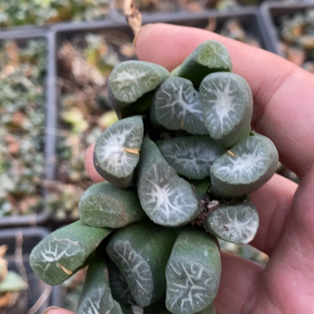 112 一颗大雪葵万象 新年福利