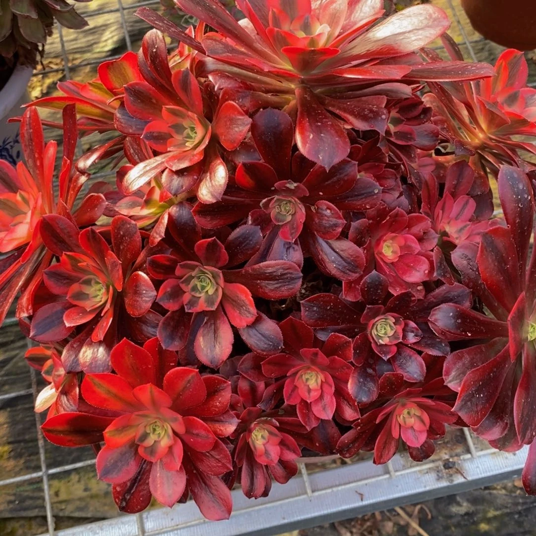 400号美杜莎法师多肉