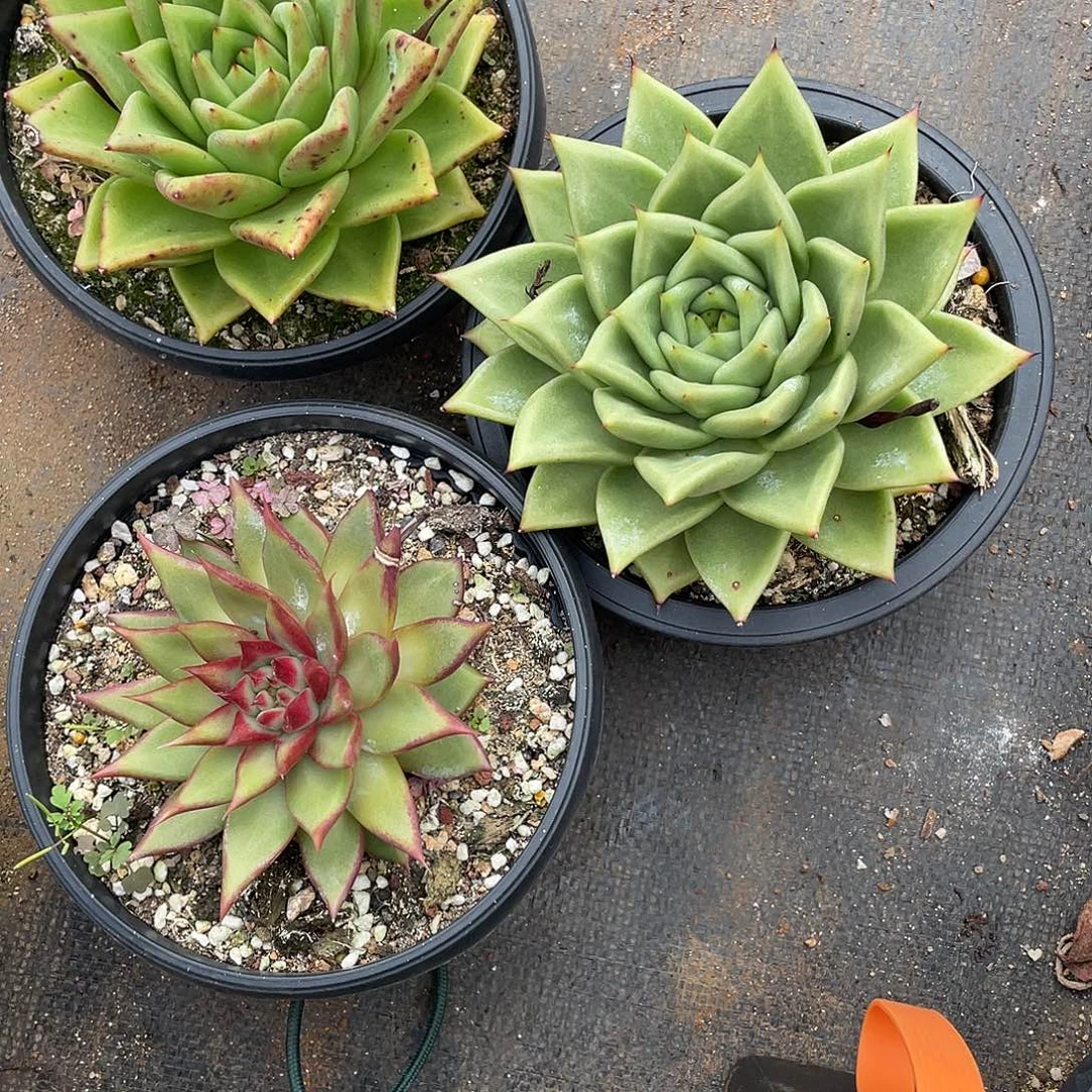 若如东云组拍E089