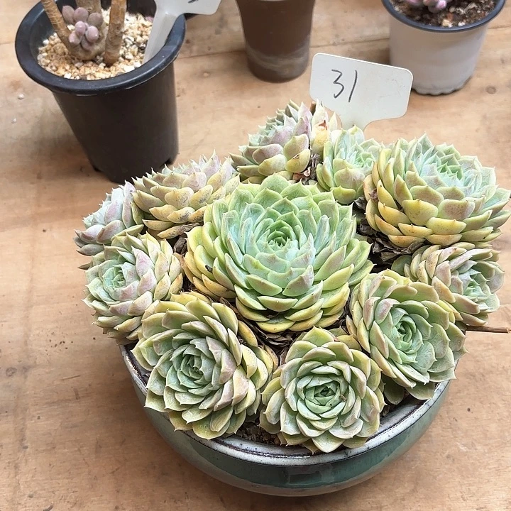 多肉植物，昂斯若31号