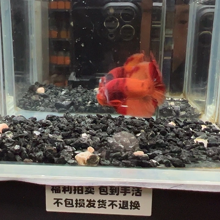 斗鱼竞拍跑单拉黑27日50