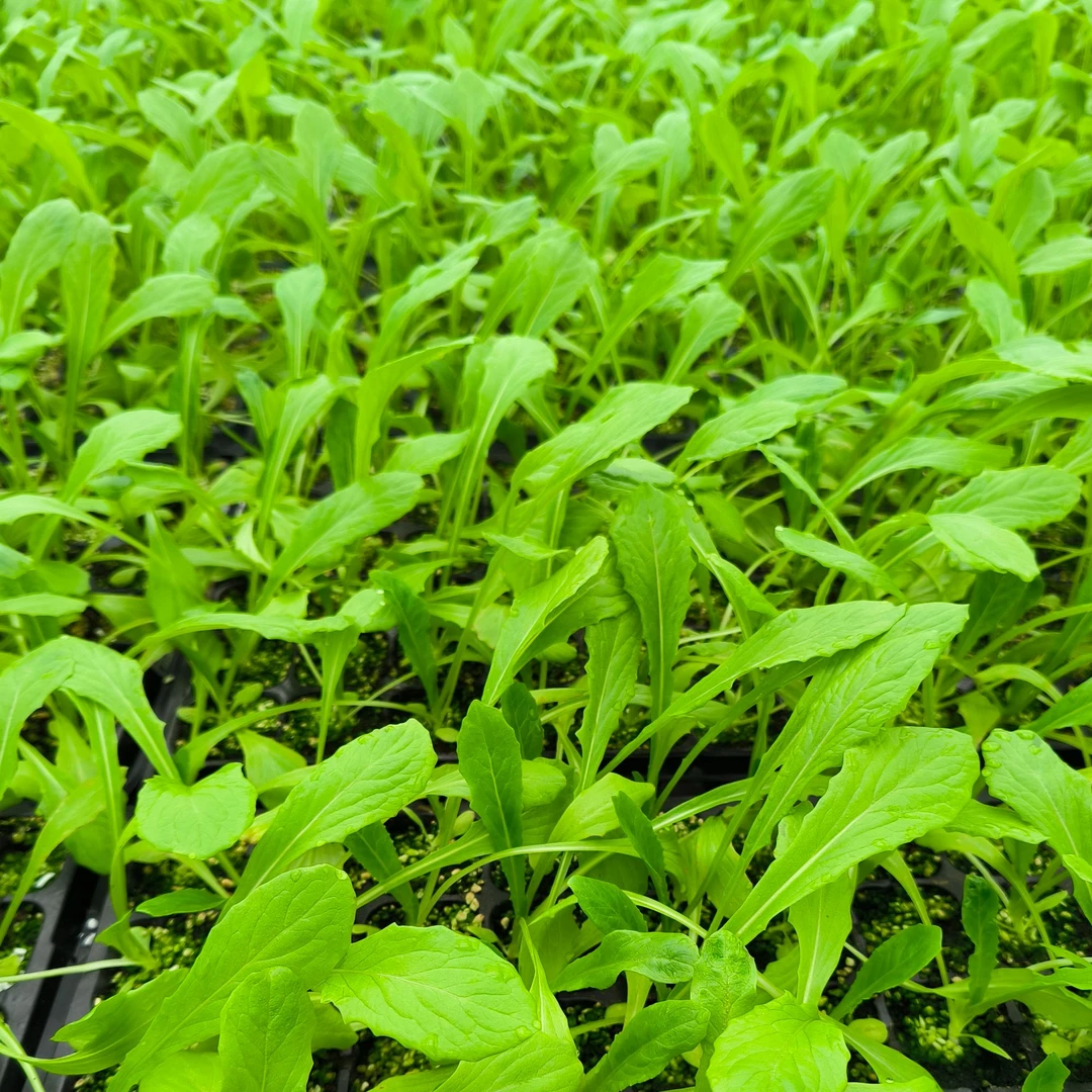 【四季油麦菜秧苗】新手易种苗苗 生长快 嫩脆无涩味