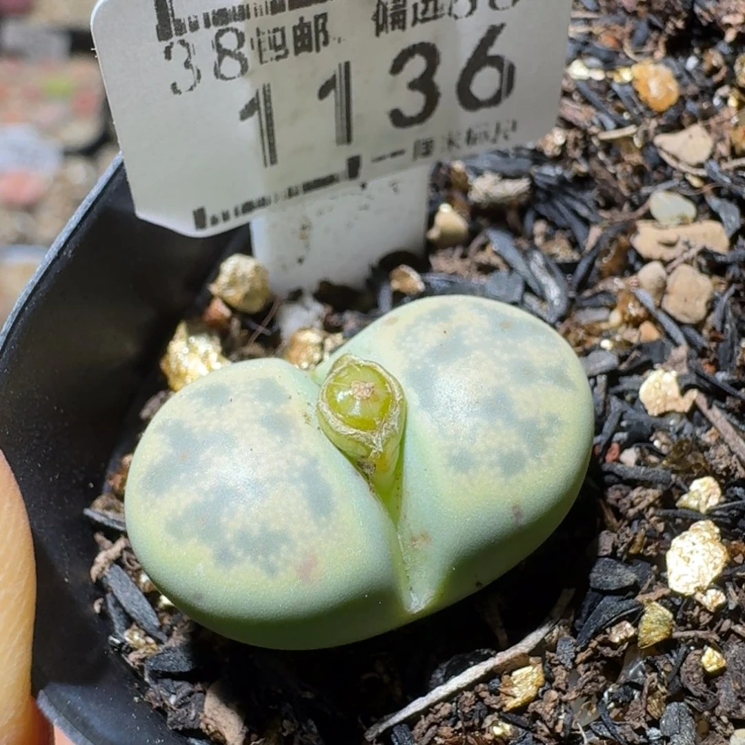 Sss精品便宜出了1136