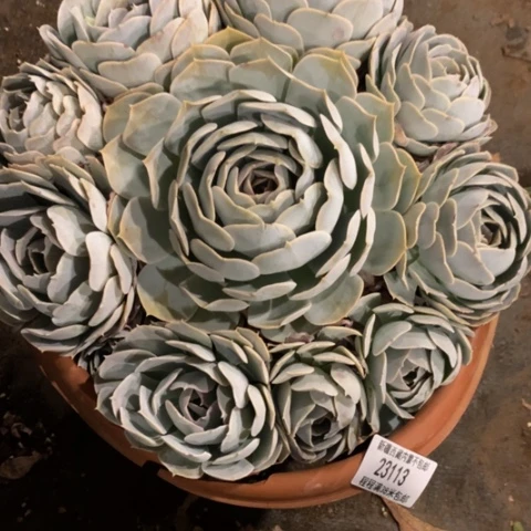 丽*梦圣卡23113多肉