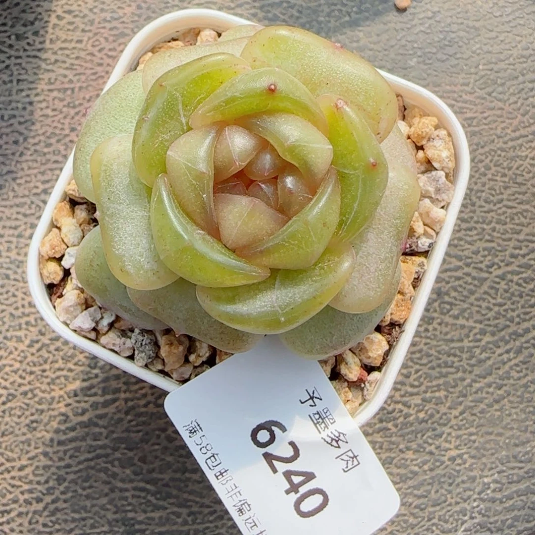 黄恋，6240多肉植物