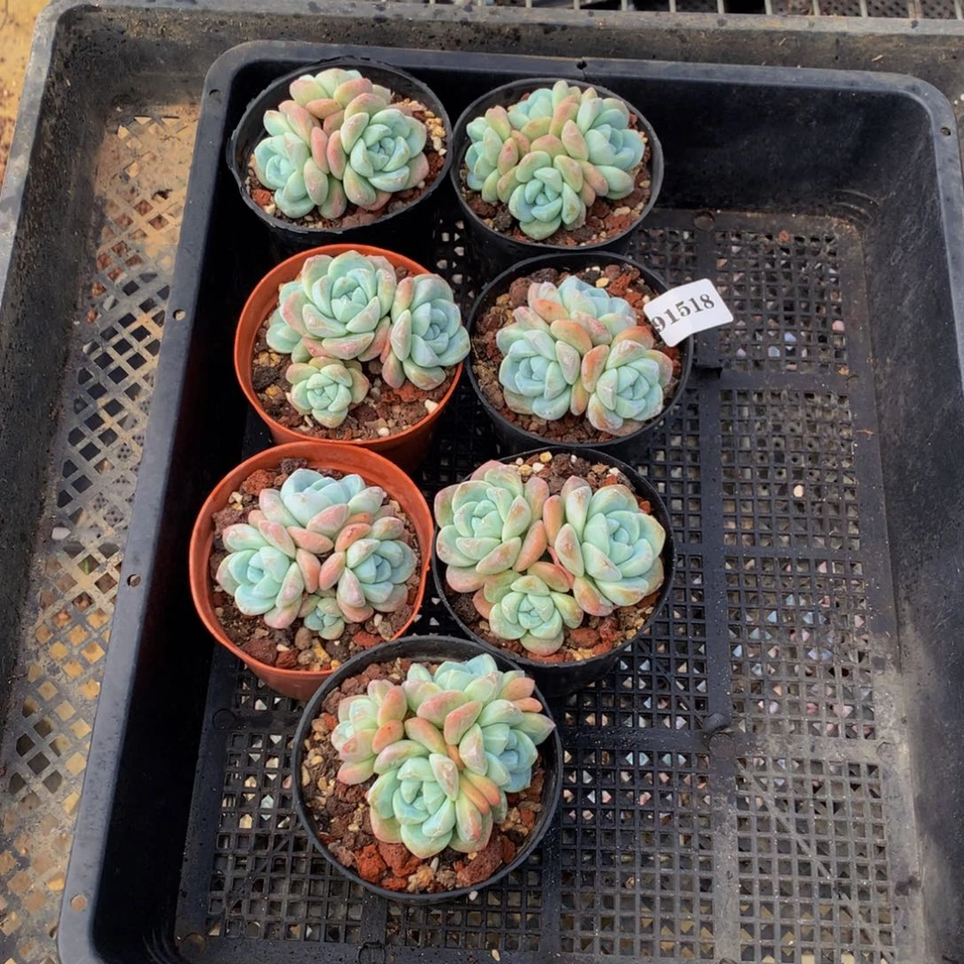 阿***芮91518七个冰玉脱土嗯嗯嗯嗯的