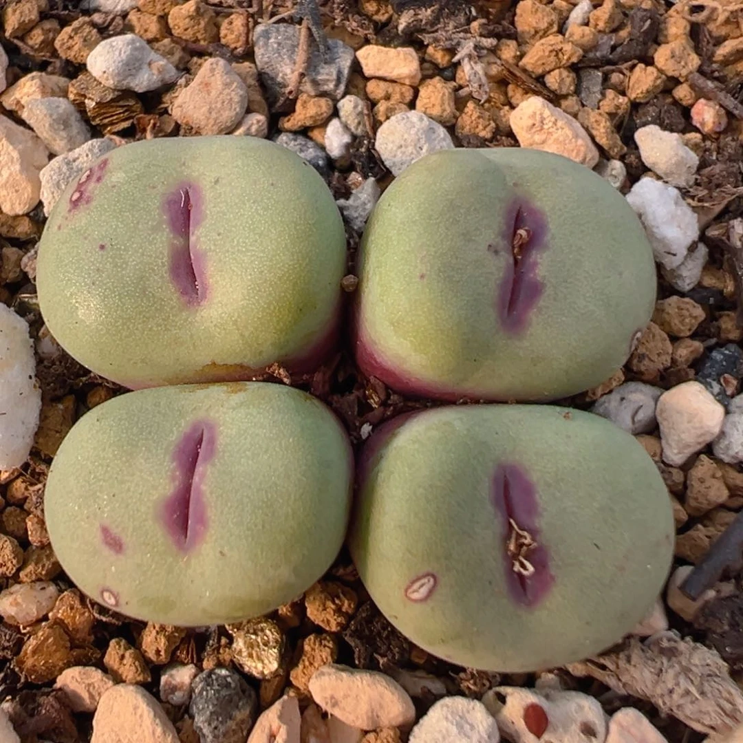 2003多肉植物百科知识