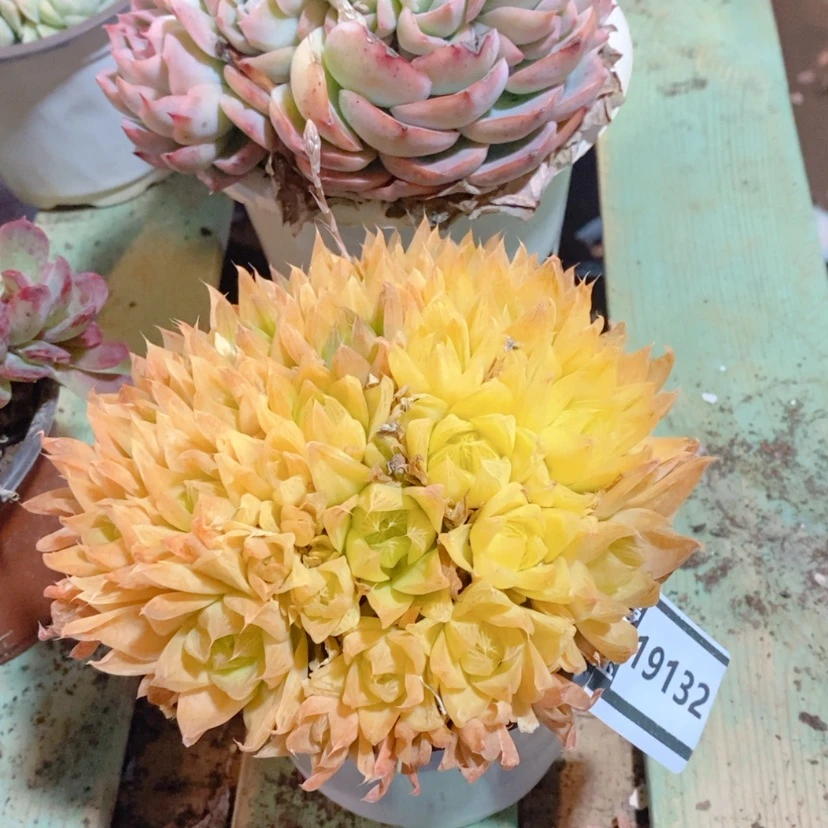 【闪购商品】黄金玉露19132