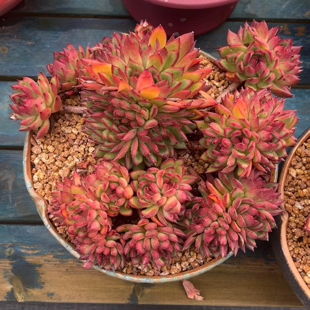 从前慢多肉精选编号0716.444444