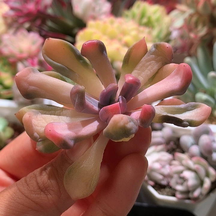 丘比特中班锦锦锦锦