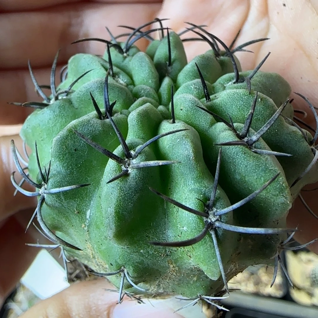 52实生素妆玉多肉