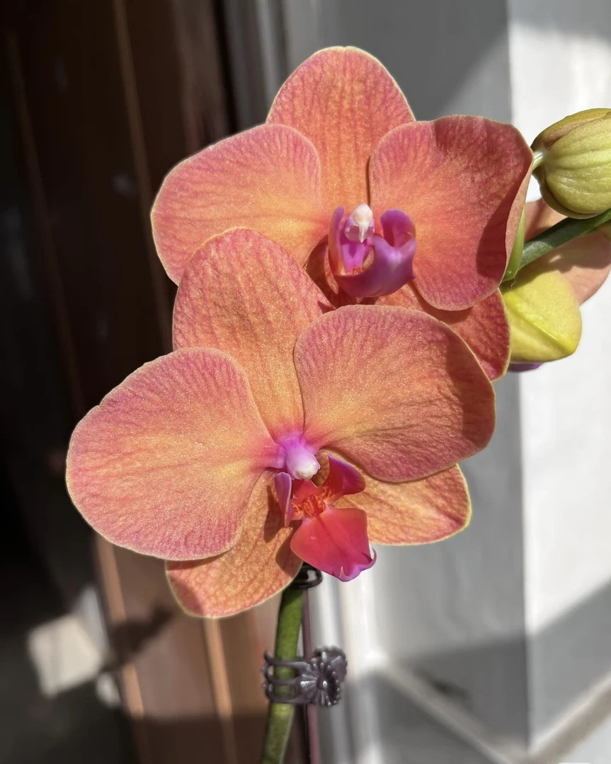 【椪柑】蝴蝶兰明亮的橘黄色3.5苗 根少 无花剑