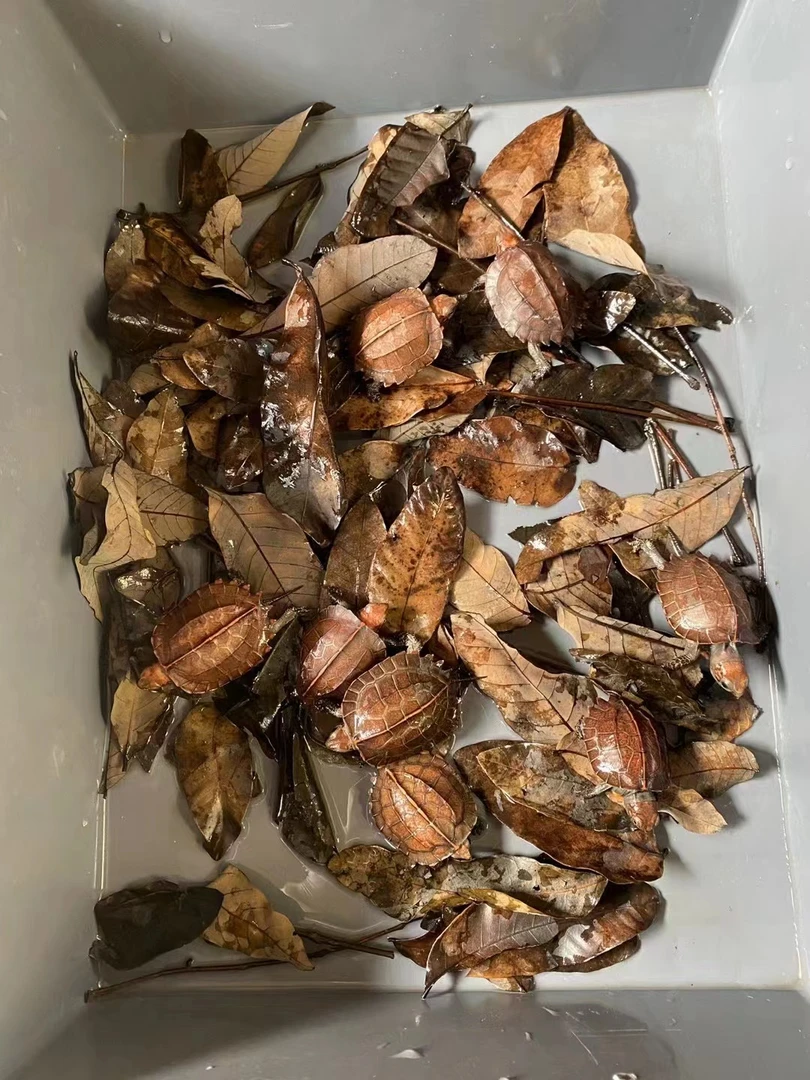 龟直播链接[一龟一拍]勿乱拍