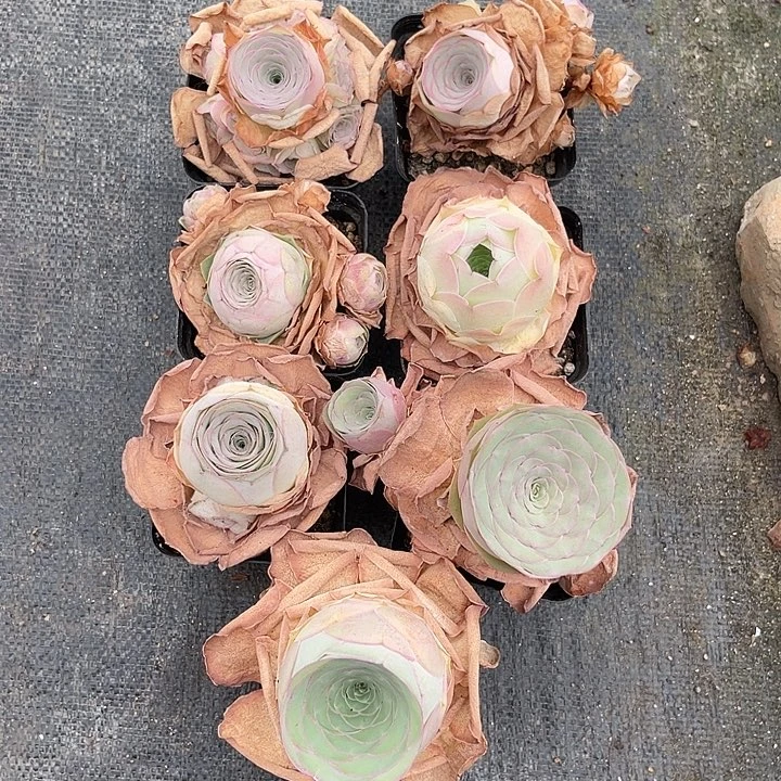 糖**甜山地玫瑰一物一拍