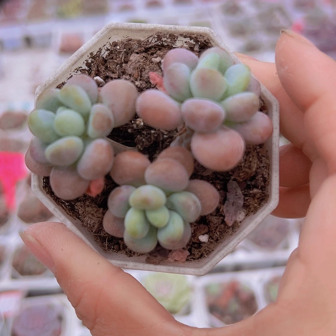 鱼子酱19包邮多肉植物