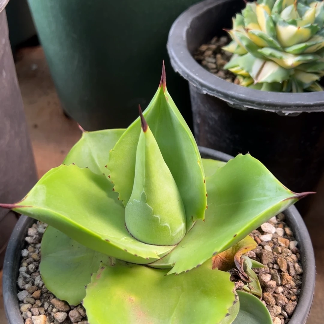 无花朵S**i多肉植物龙舌兰道