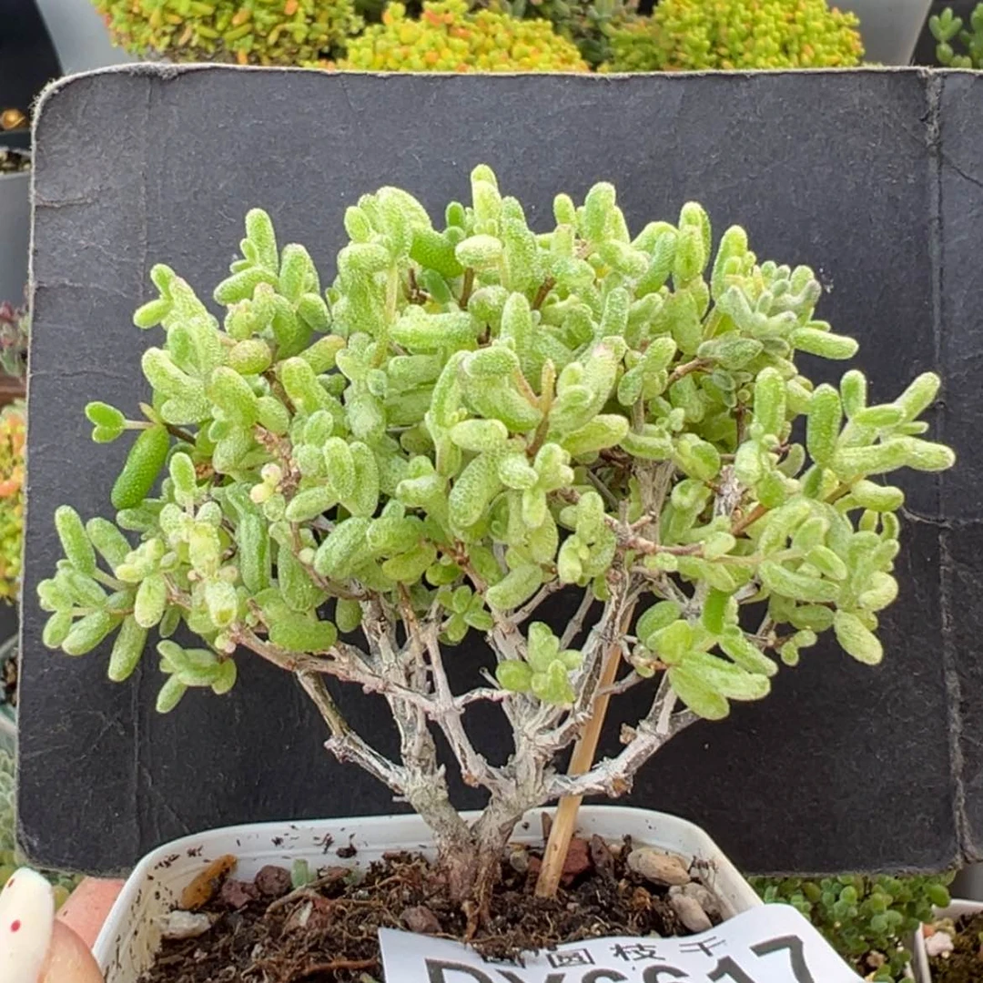 【闪购商品】dy6617糖球白糊斑锦冠幅8cm