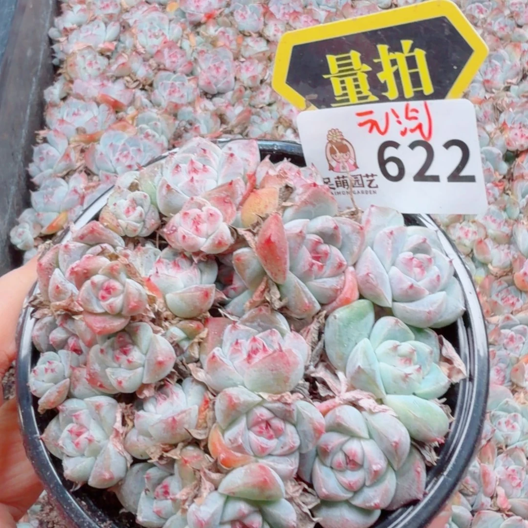 多肉植物多肉植物