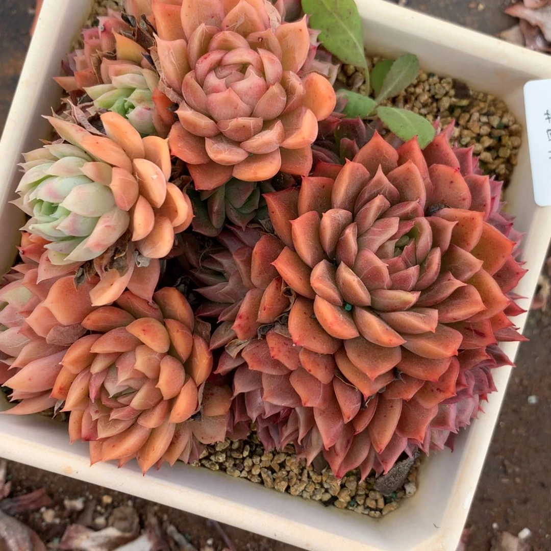 8055杂交多肉老桩