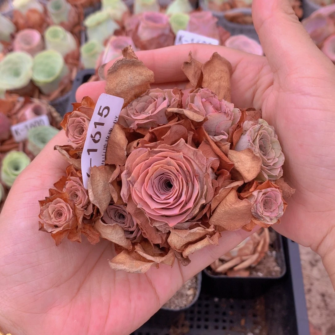 1615会掉侧芽不售后