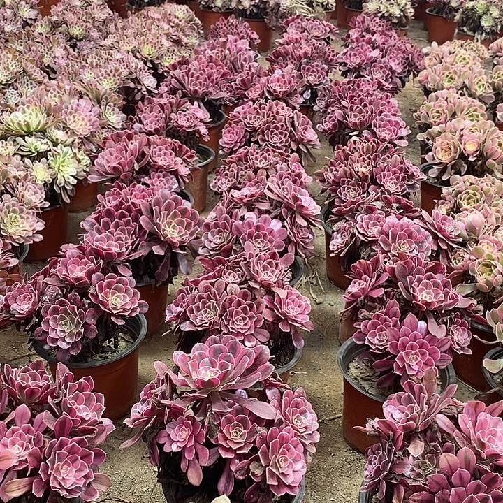 美杜莎无土裸根发货