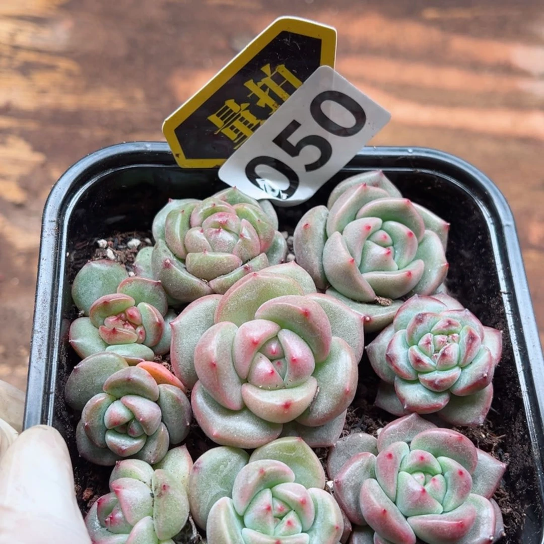 多肉植物多肉植物