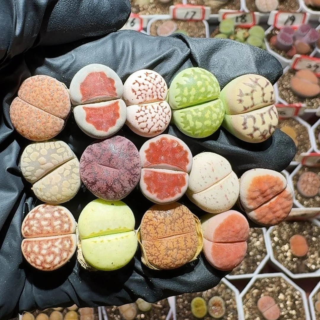 生石花23:：：。  10